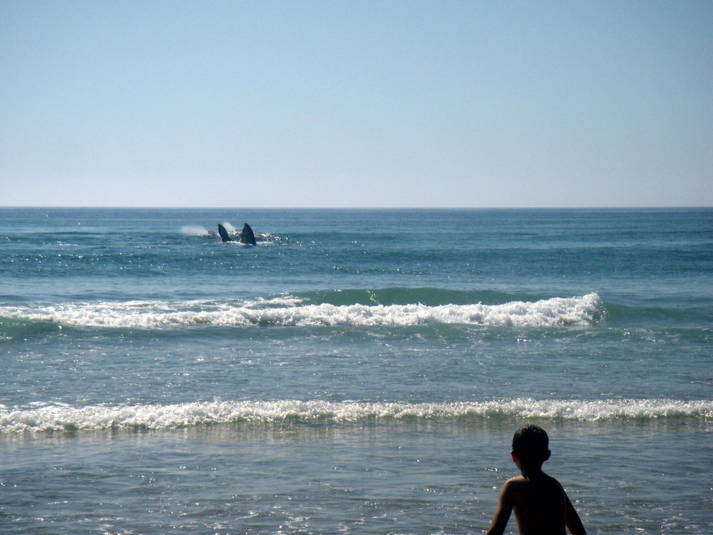 12.Playa.LaMision.Whales
