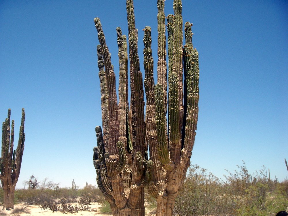 10-Valle-de-los-Gigantes-Cactus