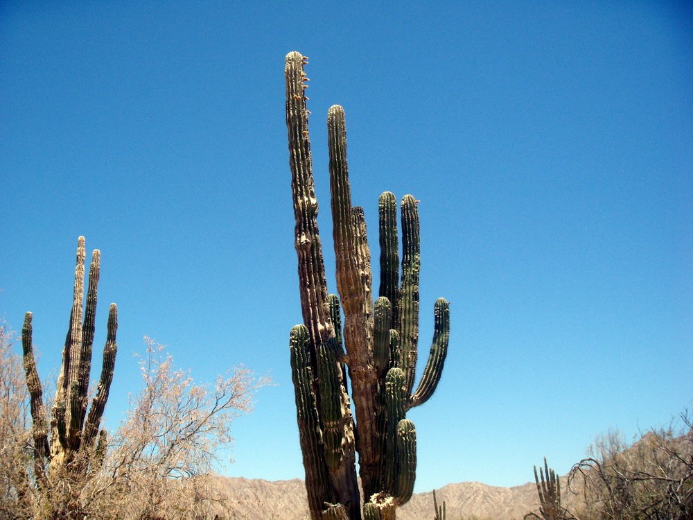 12-Valle-de-los-Gigantes-Cactus