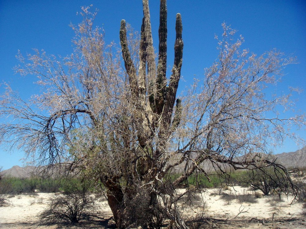 13-Valle-de-los-Gigantes-Cactus