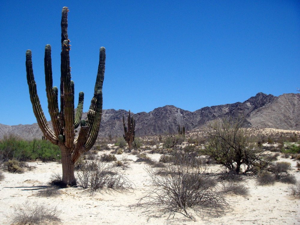 14-Valle-de-los-Gigantes-Cactus