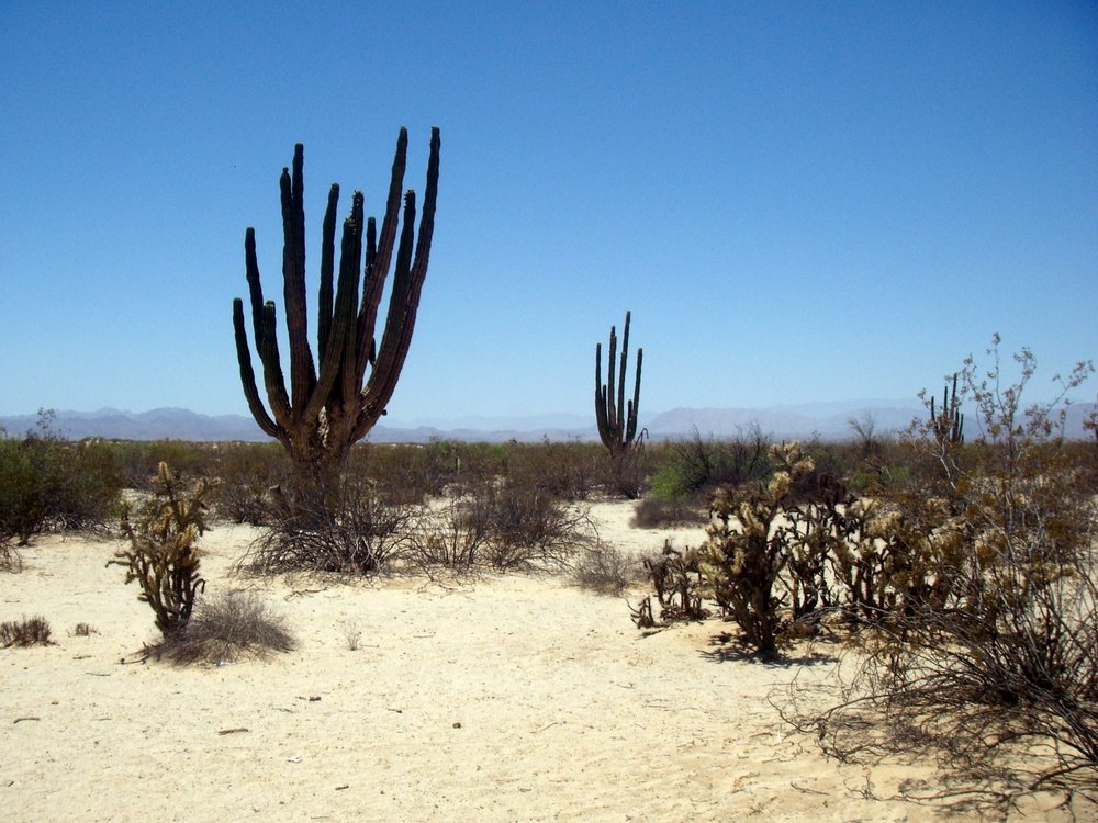 17-Valle-de-los-Gigantes-Cactus