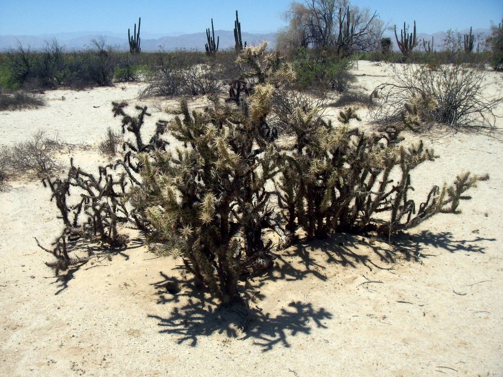 18-Valle-de-los-Gigantes-Cactus