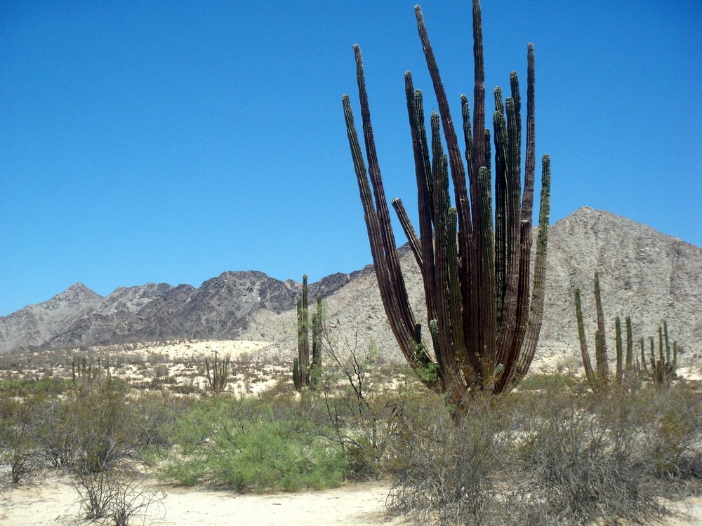 27-Valle-de-los-Gigantes-Cactus
