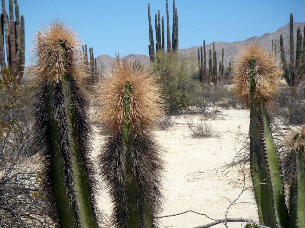 7-Valle-de-los-Gigantes-Cactus
