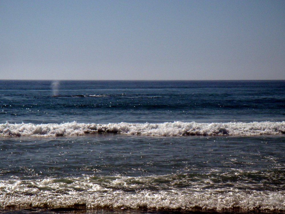 15.Playa.LaMision.Whales