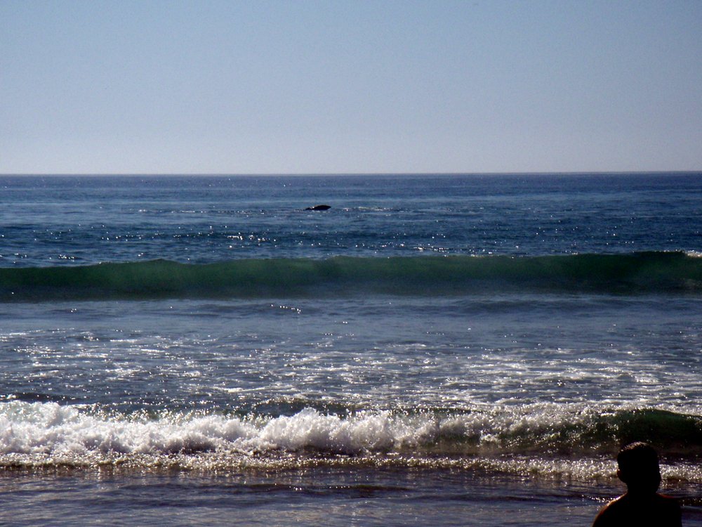 16.Playa.LaMision.Whales