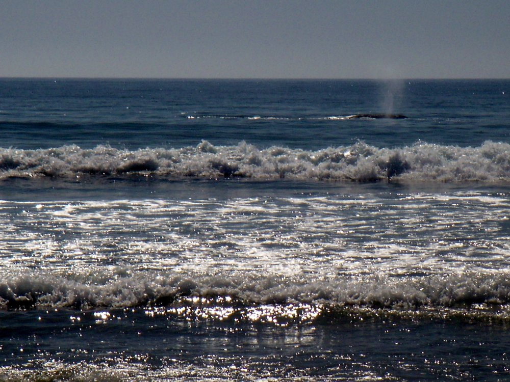 18.Playa.LaMision.Whales