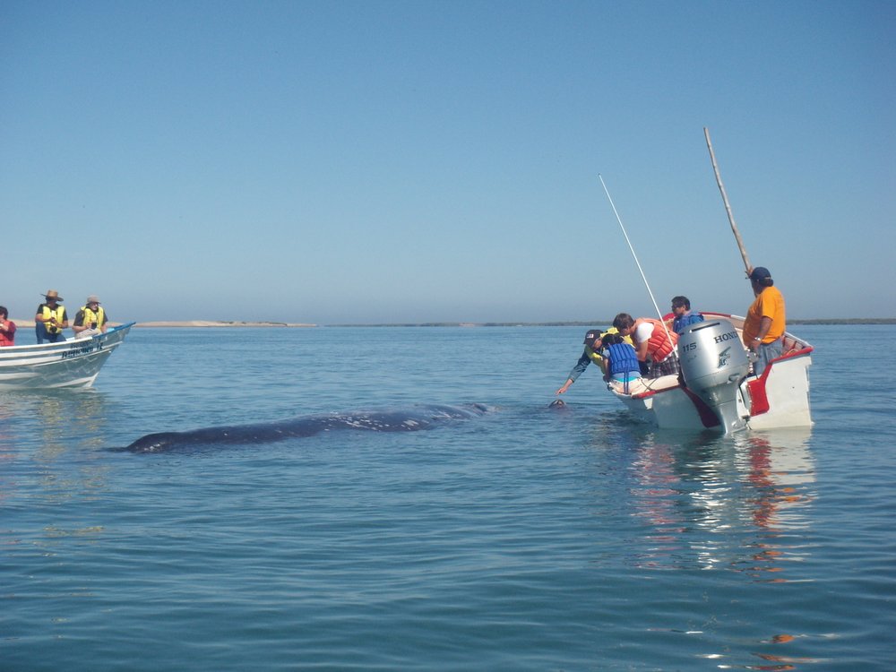 10-Puerto-Adolfo-Lopez-Mateos-whale