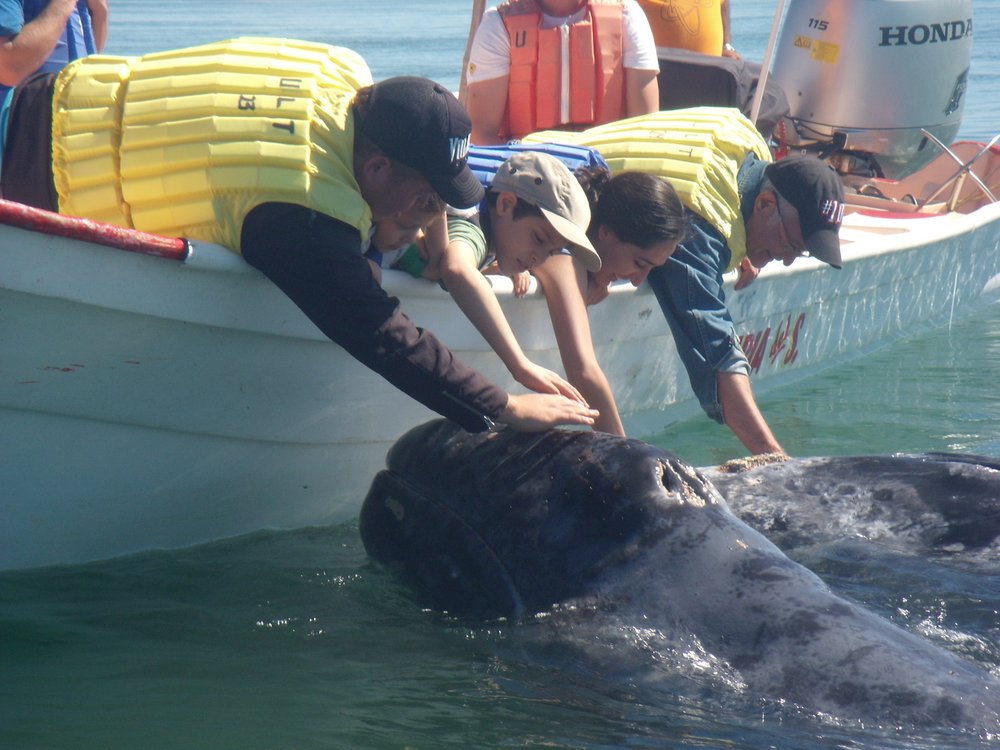 13 Puerto Adolfo Lopez Mateos whale