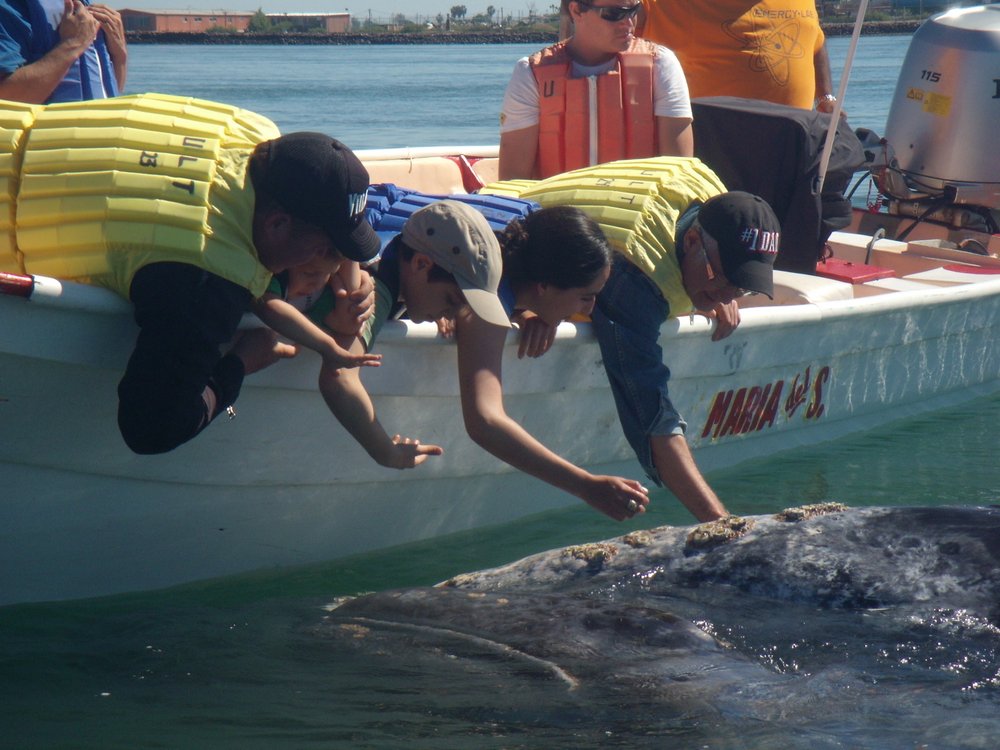 14-Puerto-Adolfo-Lopez-Mateos-whale