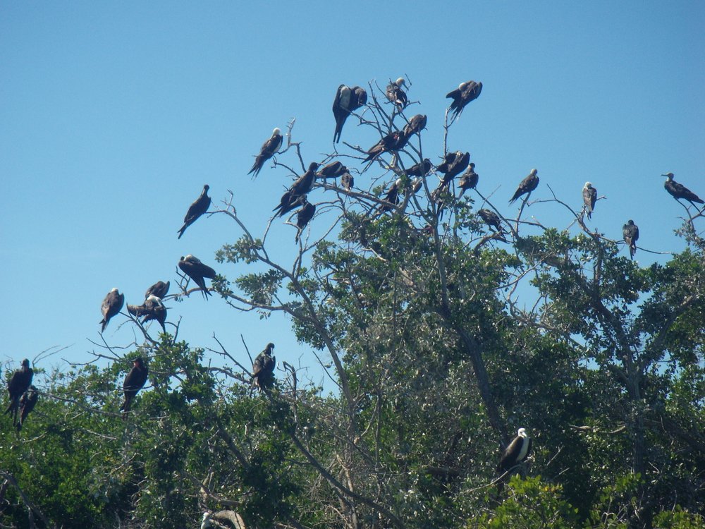 17-Puerto-Adolfo-Lopez-Mateos-Frigate-Birds