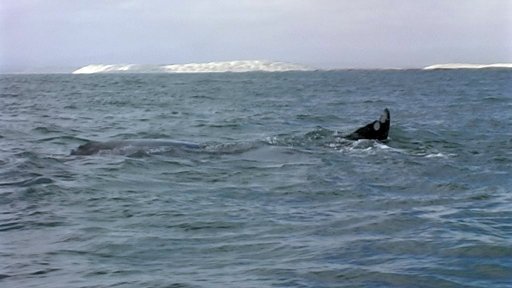 guerrero-negro-whale4