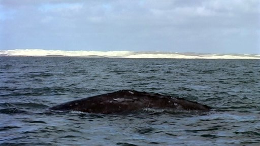 guerrero-negro-whale5