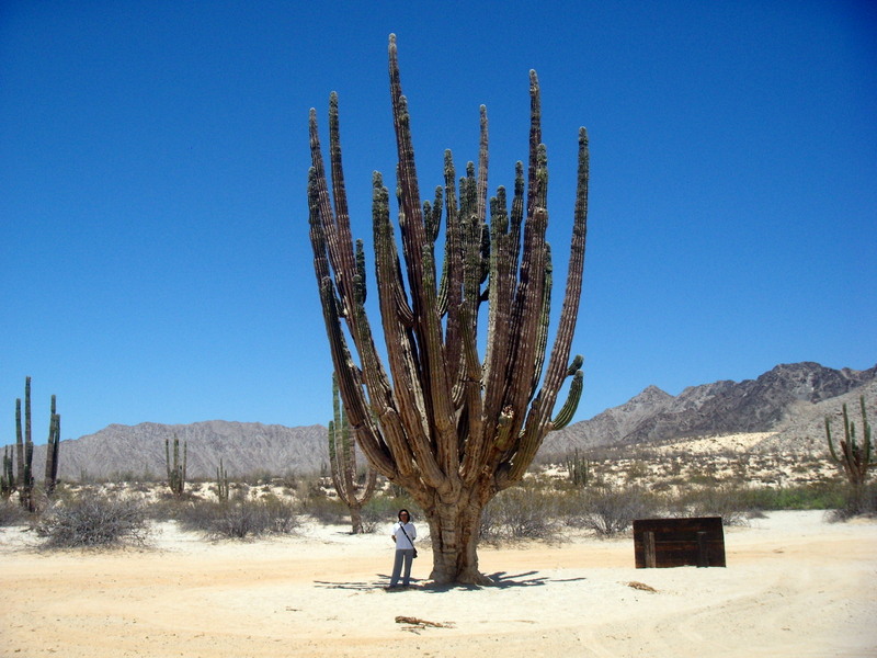 2.cardon-cactus